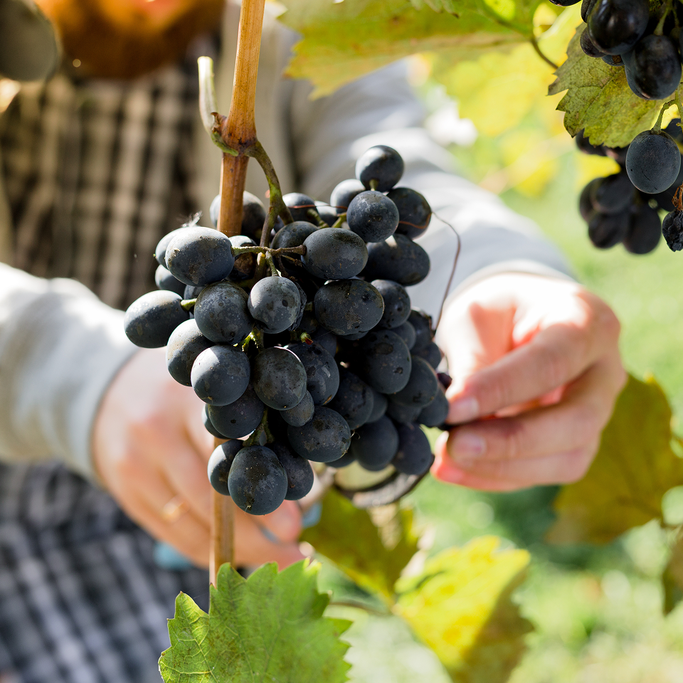 Pinot_Noir_2.png
