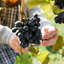 Pinot_Noir_2.png